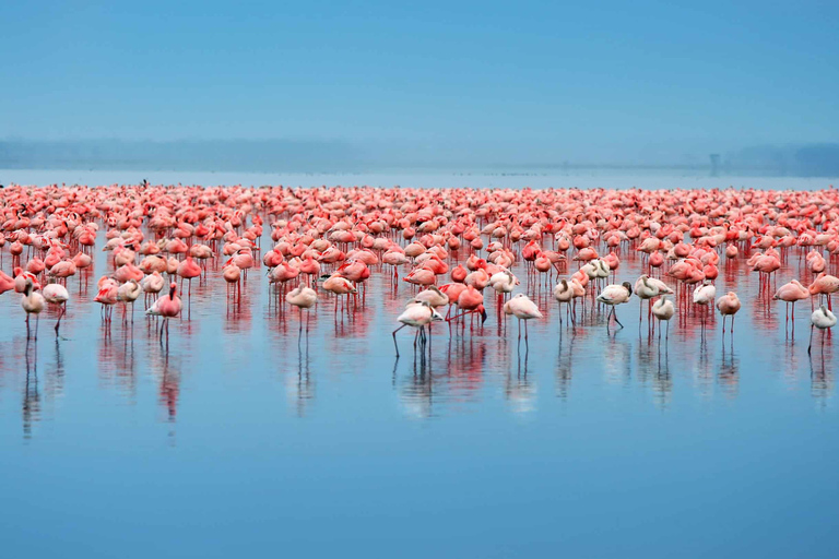 Dar es Salaam: 5-Day Selous and Mikumi National Park Tour