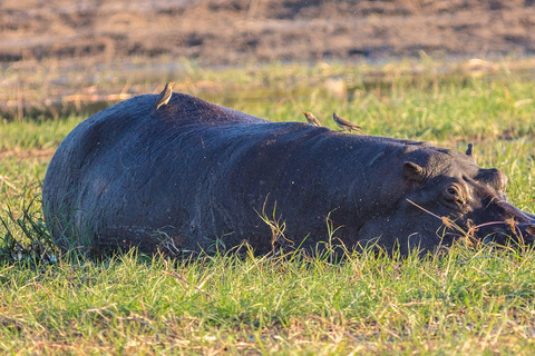 Chobe Safari from Victoria Falls: Game Drive & Cruise
