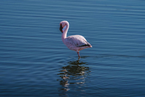 Nairobi: Lake Nakuru National Park and Lake Naivasha Tour