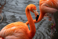 Skip-the-line Tickets to Bronx Zoo con transferencias privadas - Housity