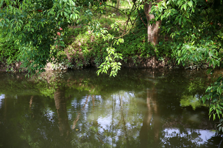 Chiang Mai : Buffles thaïlandais et plantation de riz