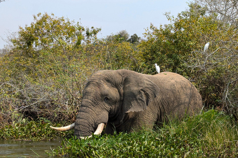 Een driedaagse wildsafari in Akagera