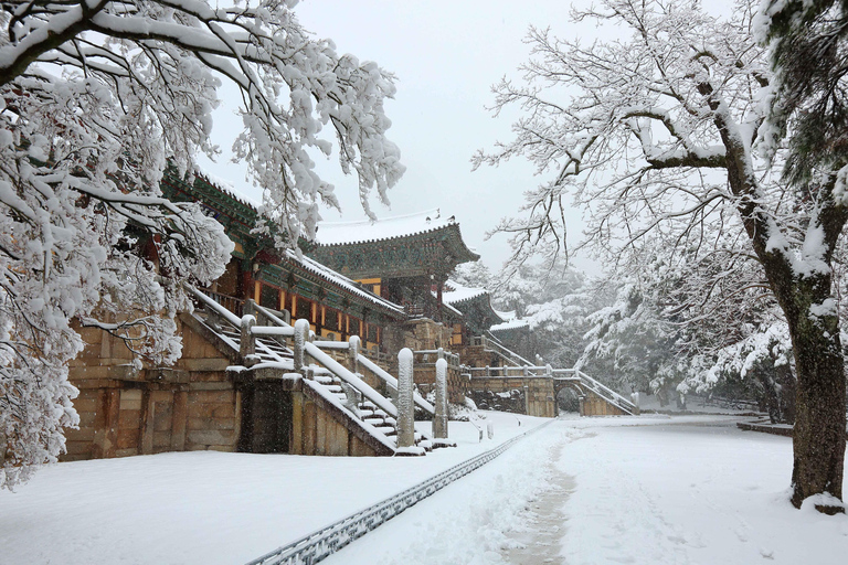 Busan: Winter Healing Park & (Gyeongju/Daegu) One Day Tour Healing Park + DAEGU Tour - Meet at Haeundae Station