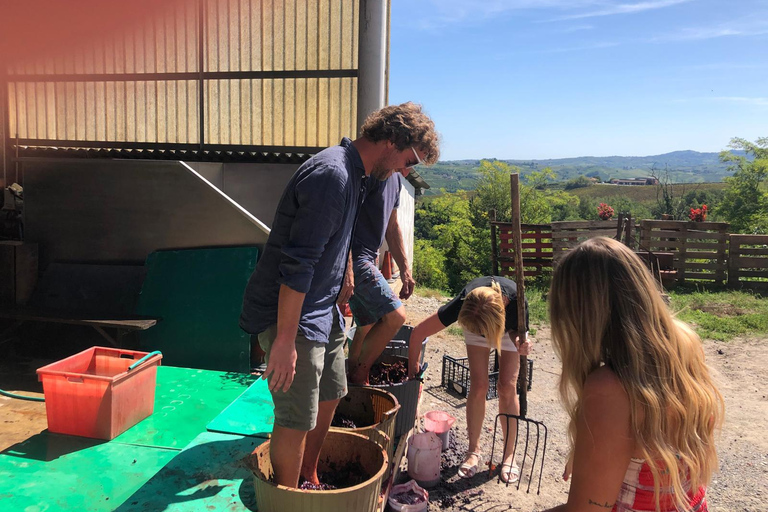 Spring Time Vineyards Milan’s Perfect Wine Tasting & Lunch