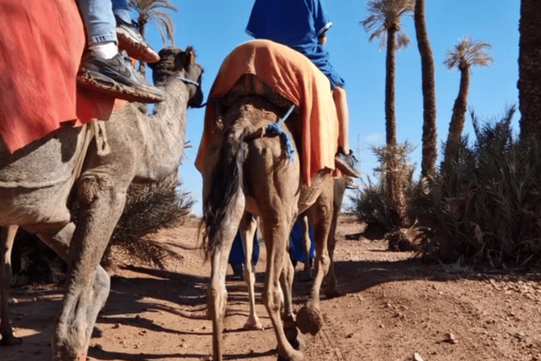 Marrakech : balade en chameau à la palmeraieMarrakech : balade en chameau de 3 h à la palmeraie