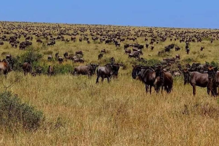 Safari Privado de 6 Días de Turismo Cultural y de Fauna Salvaje