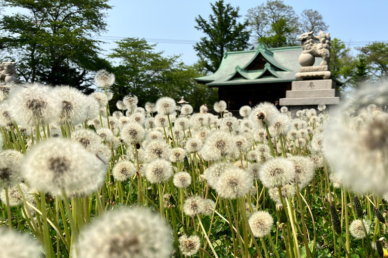أوتارو: جولة مدينة بصحبة مرشد (سوق السمك، ممشى القناة والمزيد)أوتارو: جولة مدينة بصحبة مرشد (سوق الس