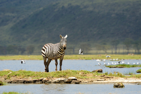 Viagem de um dia ao Parque Nacional do Lago NakuruParque Nacional do Lago Nakuru