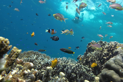 Da Cebu City: Tour di snorkeling di Moalboal Pescador + pranzo