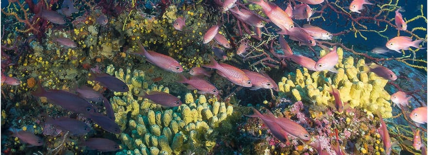 Area Marina Protetta di Tavolara:Battesimo del mare
