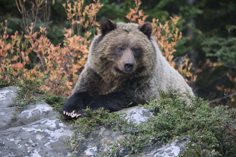 Przygoda na lodowcu Icefields Parkway + Columbia Skywalk