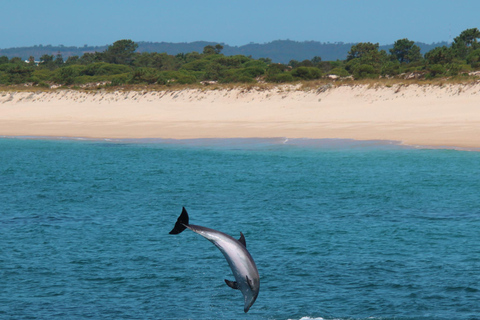 Setúbal: Dolphin Watching Tour