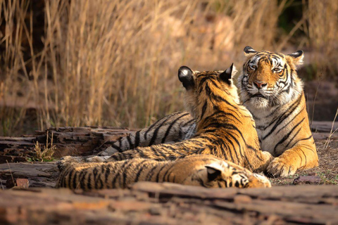 Złoty Trójkąt z wycieczką Ranthambore Wildlife Tour (06 dni)06 dni GT Ranthambore Tour, tylko prywatny samochód i przewodnik