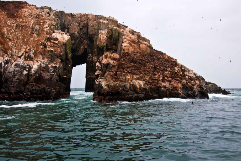 Excursion en hors-bord dans les îles Palomino et nage avec les lions de mer