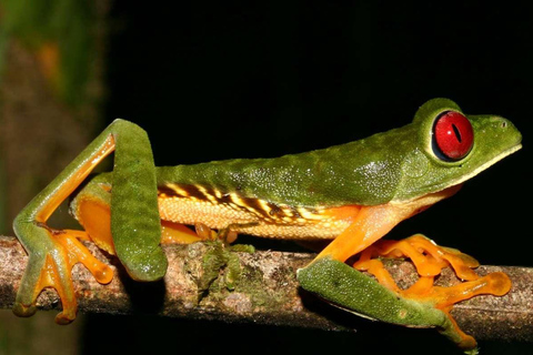 Depuis Madre de Dios Trekking de nuit dans la jungle amazonienne