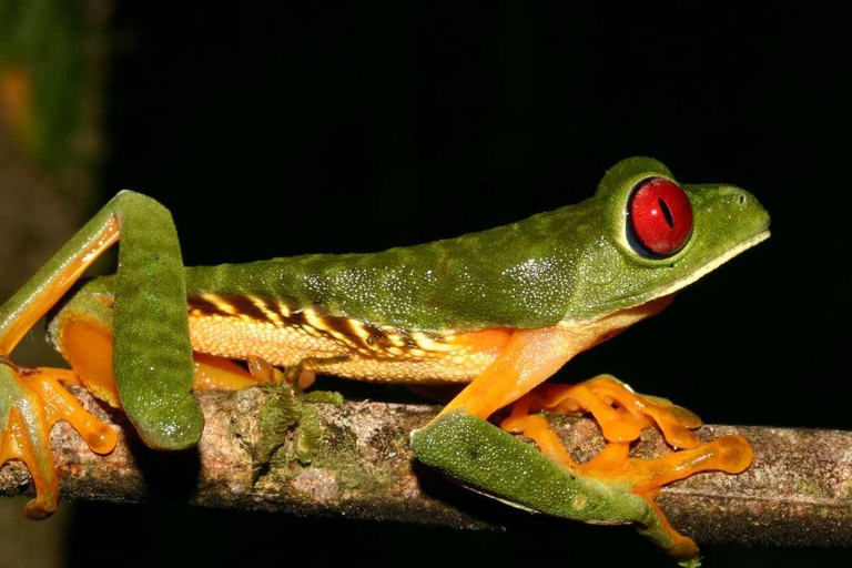 Depuis Madre de Dios Trekking de nuit dans la jungle amazonienne