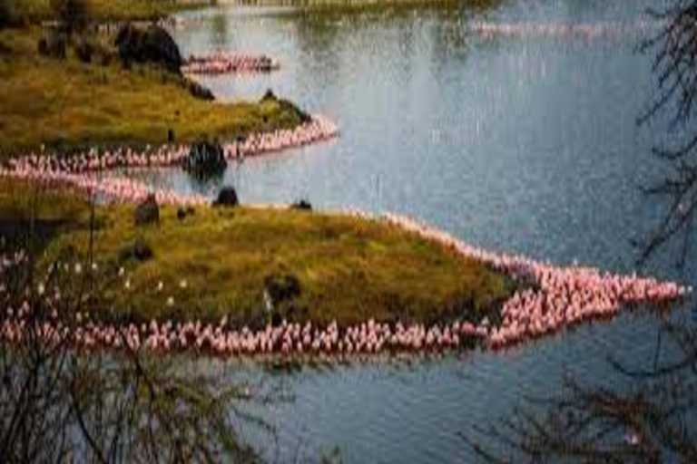 Arusha: Excursão de um dia ao Parque Nacional com Safari a Pé