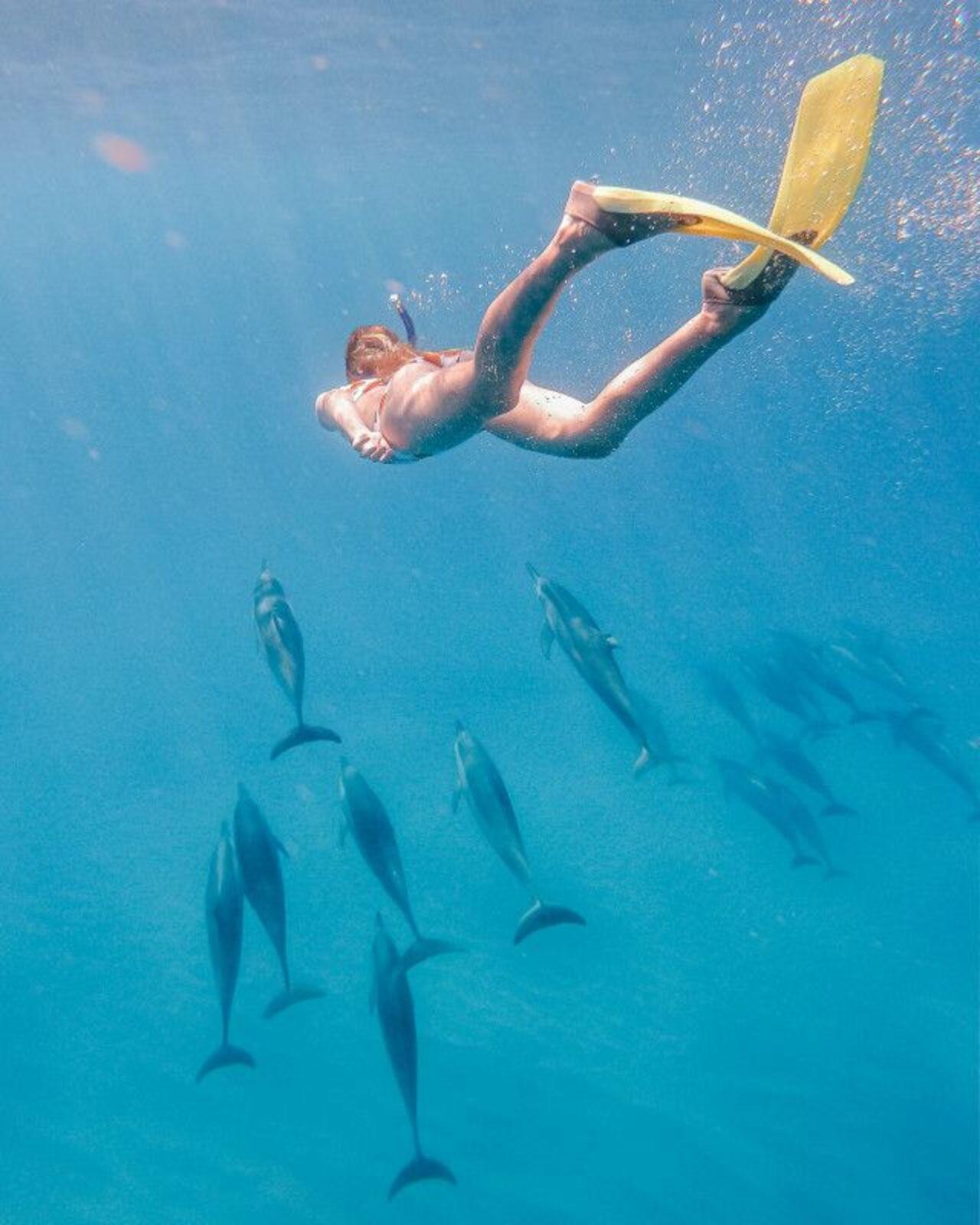 Mauritius: Private Delfinbeobachtung und Schnorcheltour