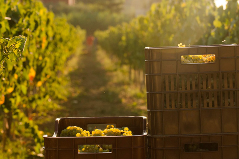 Half‑Day Private Olive Oil & Wine Experience in Zakynthos