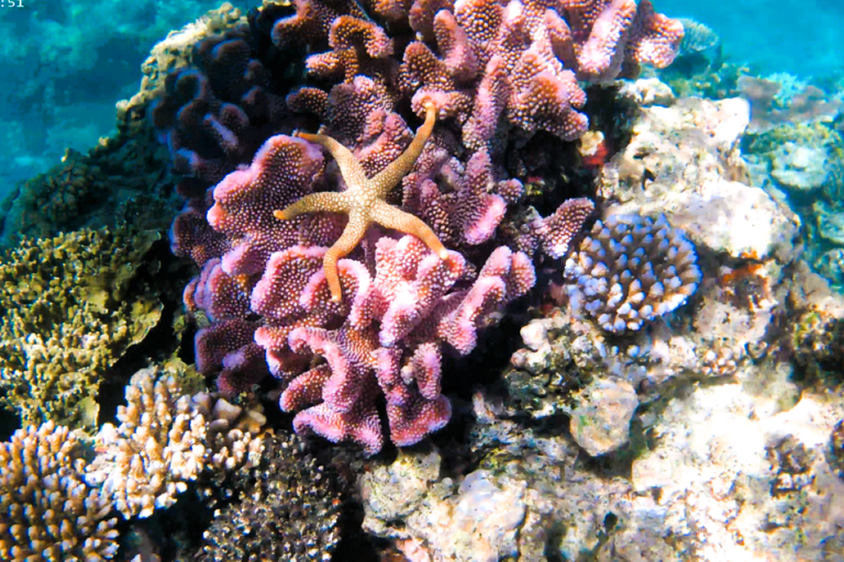 Port Vila: Kayaking & Snorkelling Tour with Turtles & lunch Full Day - Kayaking & Snorkeling Tour with Lunch & Pickup
