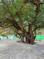 Salalah, visita guiada a medio día a Wadi Darbat y Mount Samhan - Housity