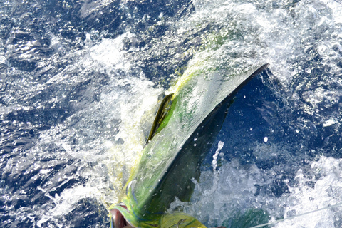 Mauritius: Big Game Fishing Trip from Grand Baie Full-Day Big Game Fishing Trip