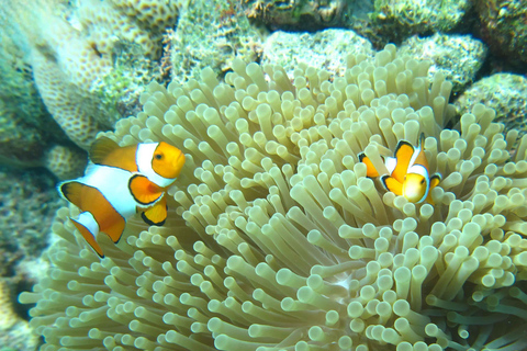 Phuket: Excursión a las Islas Similan en Catamarán Premium Speed