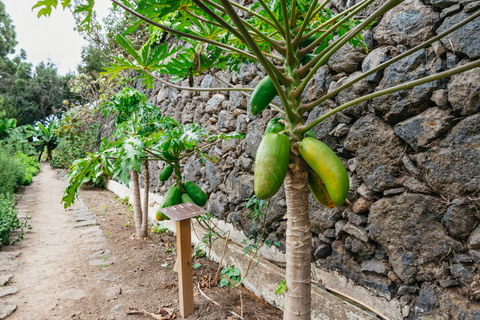 Icod de los Vinos: entrada al árbol del dragón y al jardín botánico