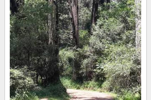 From Addis abeba: Day Trip to Menagesha Suba Forest Day Trip to Menagesha Suba Forest