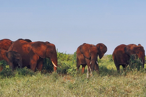 Mombasa:2-Day Tsavo East Wildlife Safari with Overnight Stay
