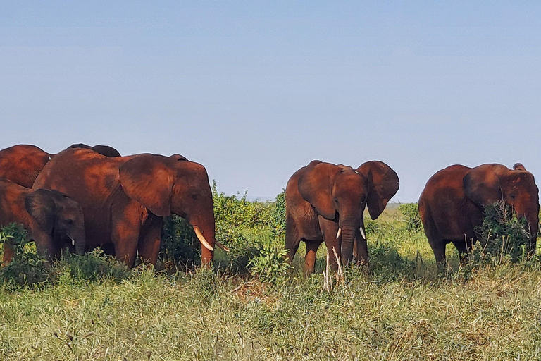 Mombasa:2-Day Tsavo East Wildlife Safari with Overnight Stay