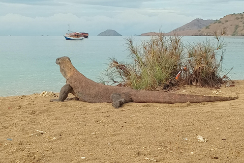 Circuit de l&#039;île de Komodo : 3 jours 2 nuitsCircuit de l&#039;île de Komodo 3Djours 2nuits