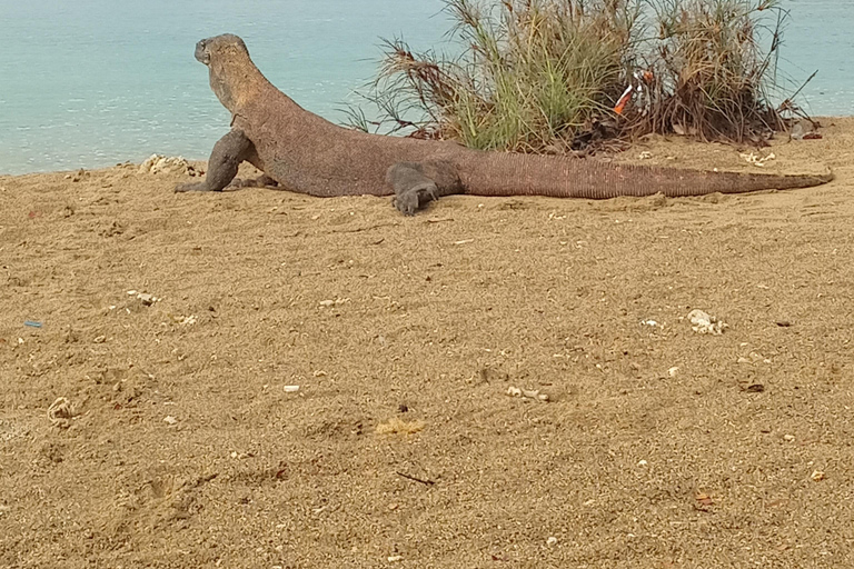 Excursión a la isla de Komodo: 3días 2nochesExcursiones a la isla de Komodo 3Días 2Noches