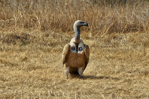 Tour particular de safári: Parque Nacional de Pilansberg Big 5