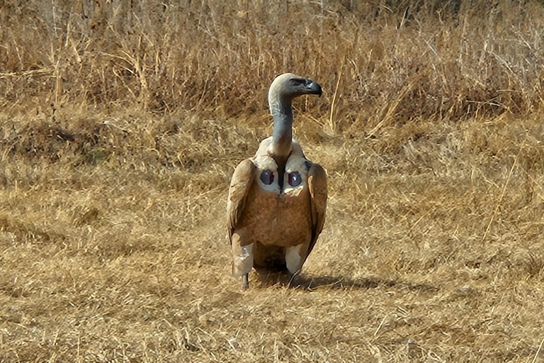 Tour privato di safari: Parco Nazionale di Pilansberg Big 5