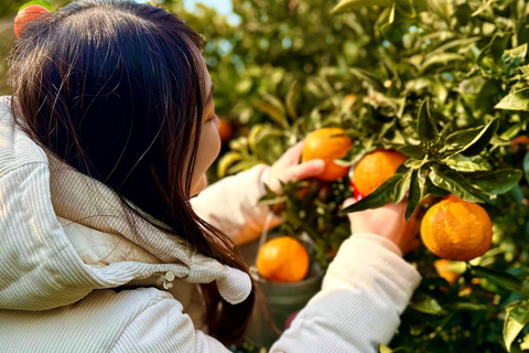 Jeju: Small Group Tour w/Pink Muhly & Tangerine Picking