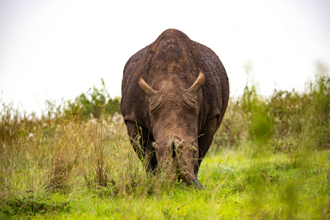 Nairobi: National Park Guided Game Drive Nairobi National Park Private Game Drive