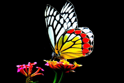Talangama Wetlands Birdwatching & Local Village Experience