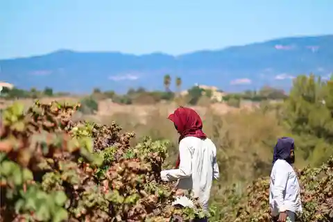 Carvoeiro/Portimão/Alvor: Wine Tour w/ Tasting, Tapas, Music