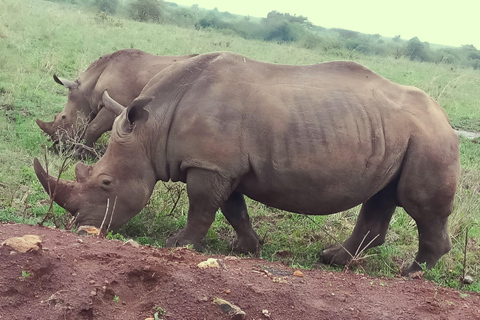 Nairobi: Półdniowa przejażdżka w Parku Narodowym Nairobi