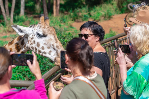 Nairobi Day Trip :Giraffe Centre and Elephant Orphanage Tour