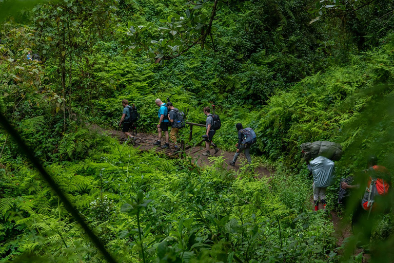 Moshi: Kilimanjaro Day Trip – Londorossi Gate hike to Shira