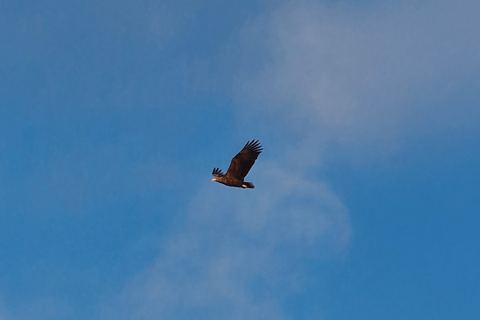 Tromsø Fjord Cruise - With a stop at Sommarøy Island