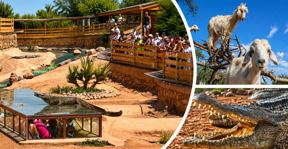 Agadir: Goats on Trees & Crocoparc Tour