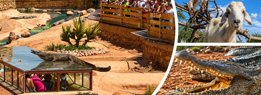 Agadir: tour delle capre sugli alberi e del Crocoparc