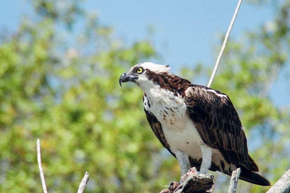 Everglades National Park: Pontoon Boat Tour & Boardwalk | GetYourGuide