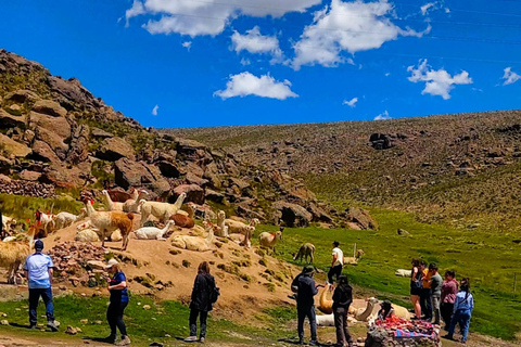 Tour panoramico del Canyon del Colca di 2 giorni con arrivo a Puno Hotel***Tour panoramico del Canyon del Colca di 2 giorni con arrivo a PunoHotel***