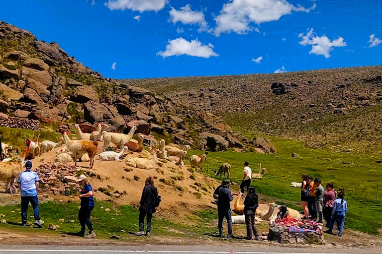 Tour panoramico del Canyon del Colca di 2 giorni con arrivo a Puno Hotel***Tour panoramico del Canyon del Colca di 2 giorni con arrivo a PunoHotel***