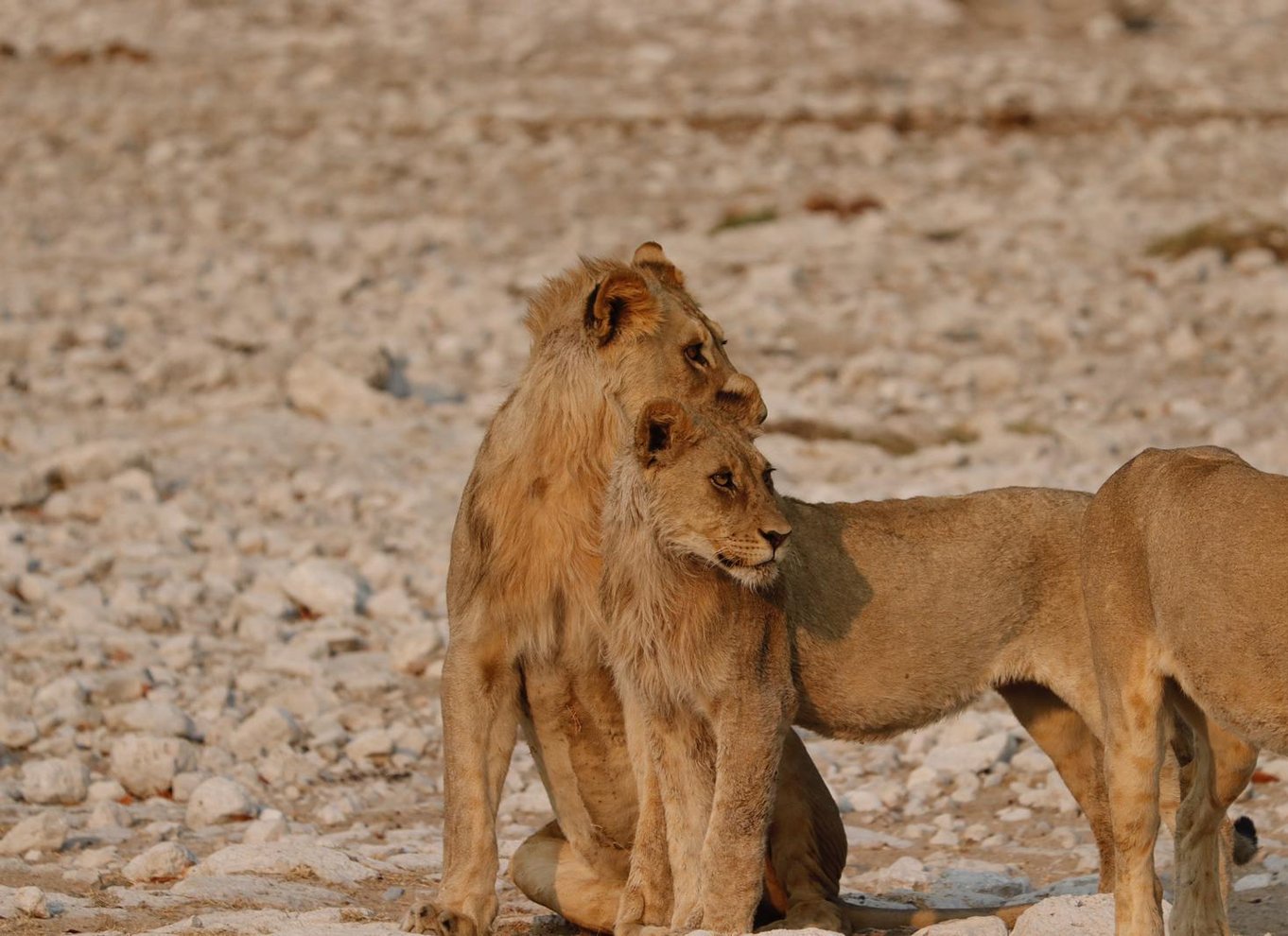 Etosha Nationalpark: Heldags eller halvdags game drive
