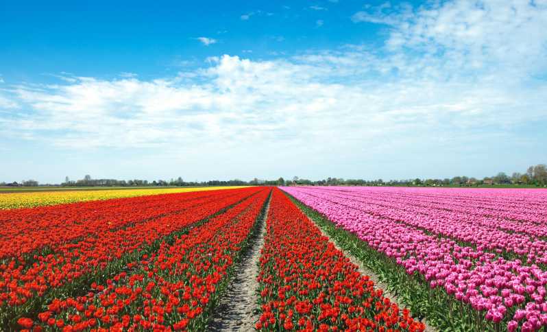 Z Amsterdamu: Wycieczka po holenderskich polach tulipanów